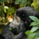 How Long Does a Gorilla Trek Take?
