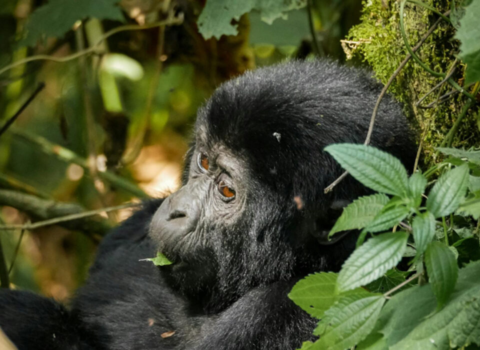 How Long Does a Gorilla Trek Take?