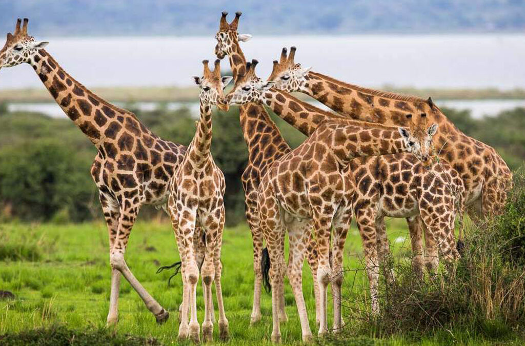 Is September a Good Time to Visit Uganda?