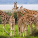 Is September a Good Time to Visit Uganda?