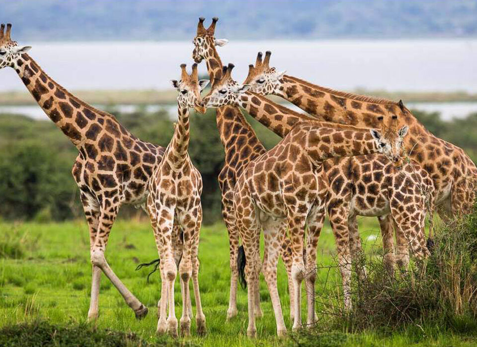 Is September a Good Time to Visit Uganda?