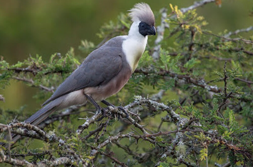 Birding in Lake Mburo National Park