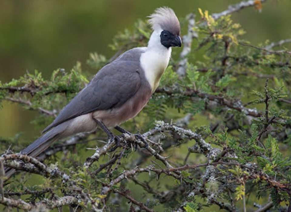 Birding in Lake Mburo National Park