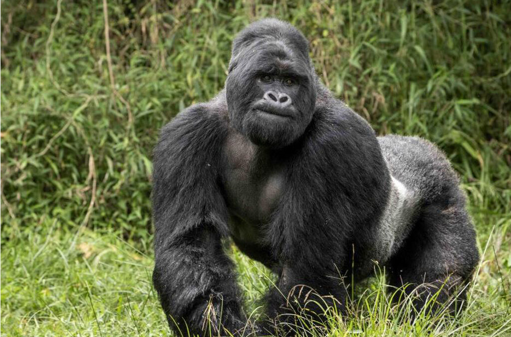 Lowland Gorillas in Congo