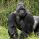 Lowland Gorillas in Congo