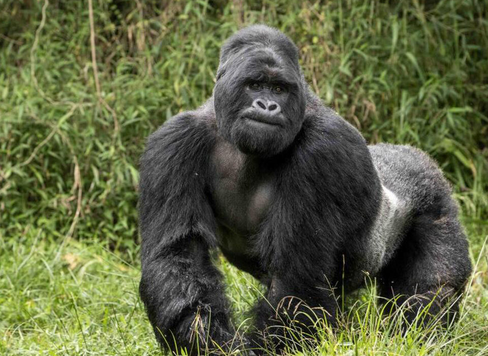 Lowland Gorillas in Congo
