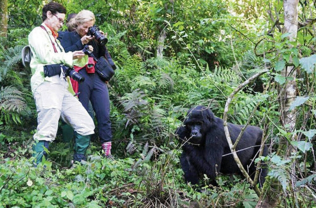 Why You Should Avoid Shining Colours During Your Gorilla Trekking Safari