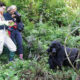 Why You Should Avoid Shining Colours During Your Gorilla Trekking Safari