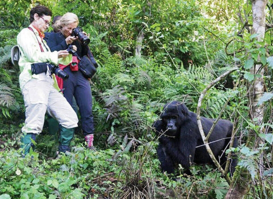 Why You Should Avoid Shining Colours During Your Gorilla Trekking Safari