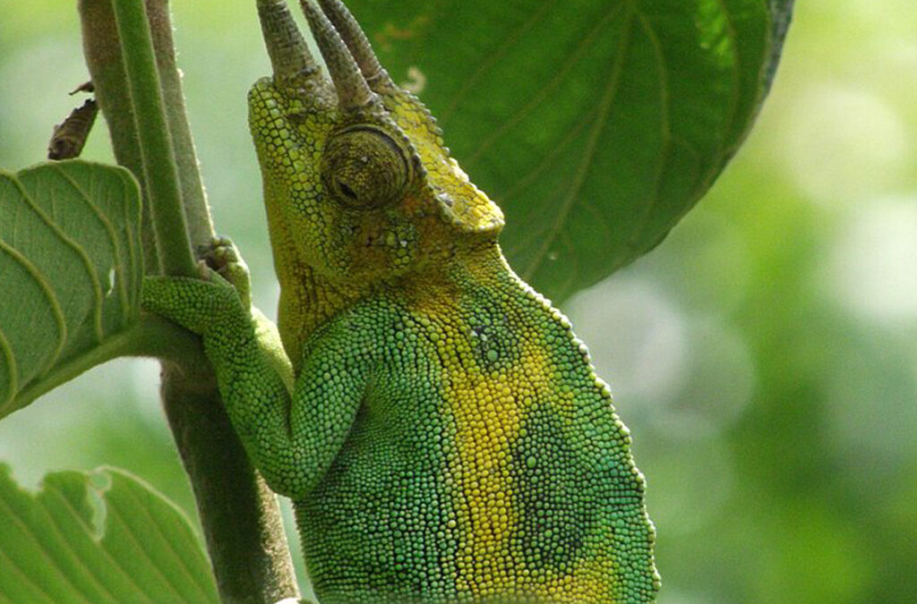 The Three-Horned Chameleons in Bwindi Impenetrable National Park
