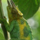 The Three-Horned Chameleons in Bwindi Impenetrable National Park