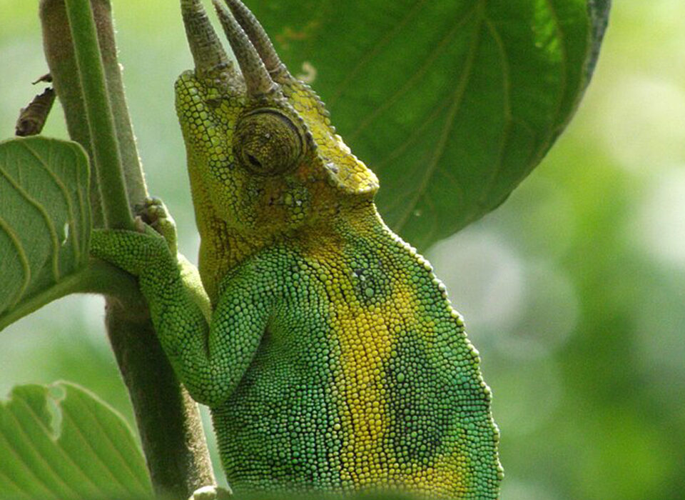 The Three-Horned Chameleons in Bwindi Impenetrable National Park