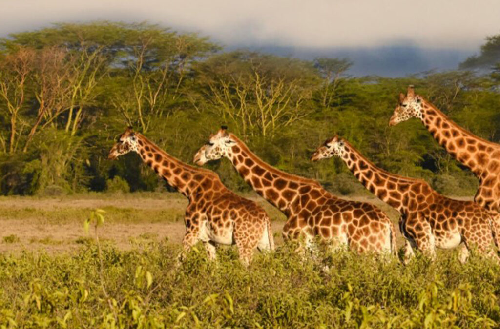 Where to Spot Giraffes in Uganda