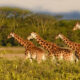 Where to Spot Giraffes in Uganda