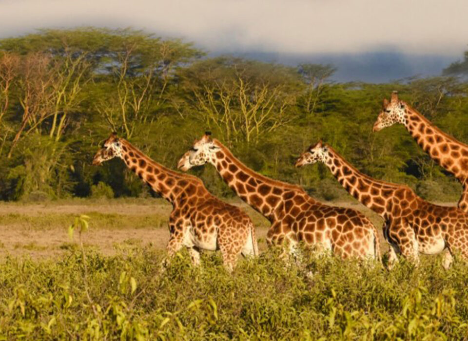 Where to Spot Giraffes in Uganda