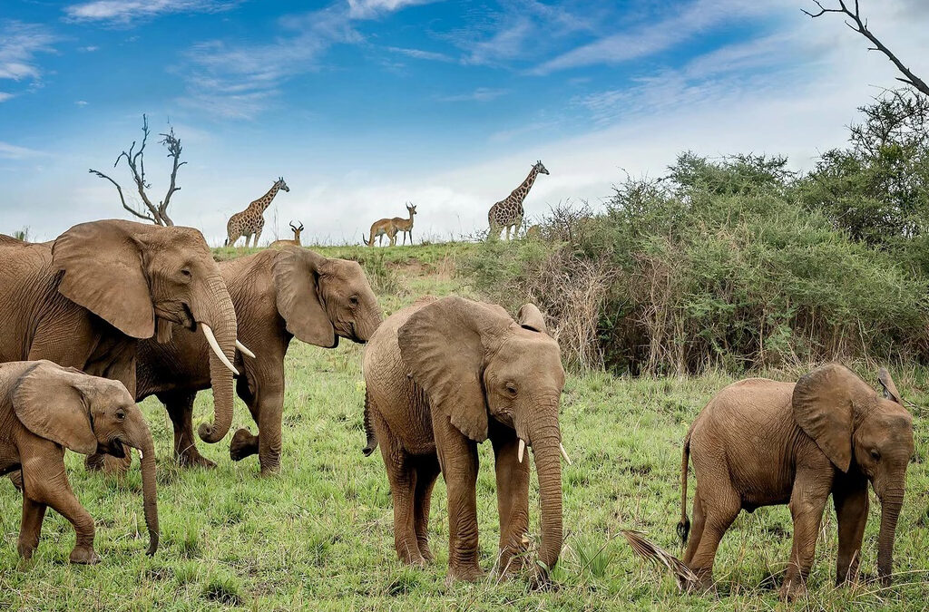 Kenya or Tanzania: Which is Better for a Safari?