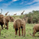 Kenya or Tanzania: Which is Better for a Safari?