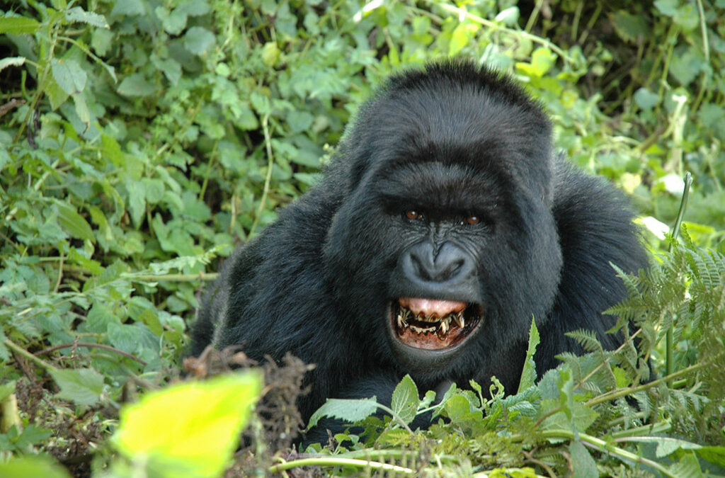 4 Days Rwanda Gorillas & Lake Kivu Safari