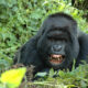 4 Days Rwanda Gorillas & Lake Kivu Safari