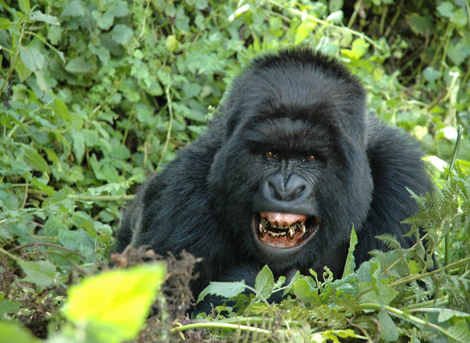 4 Days Rwanda Gorillas & Lake Kivu Safari