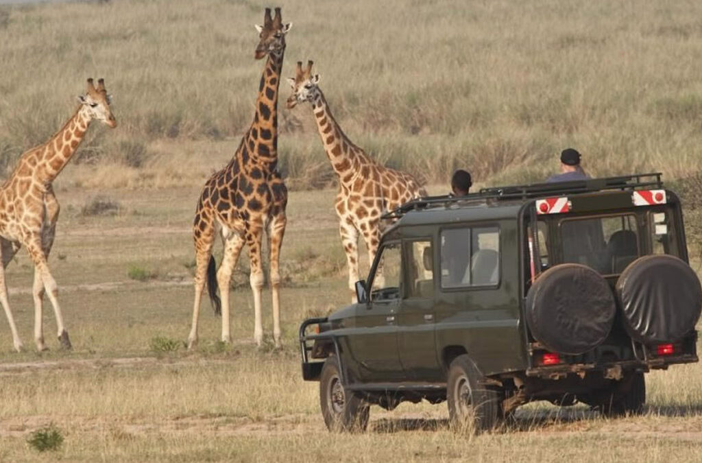 Big Five Game Drives in Akagera National Park