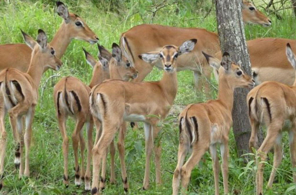 When to Visit and How to Access Akagera National Park
