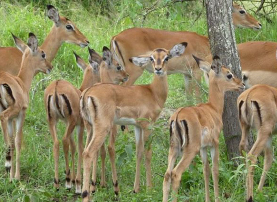 When to Visit and How to Access Akagera National Park