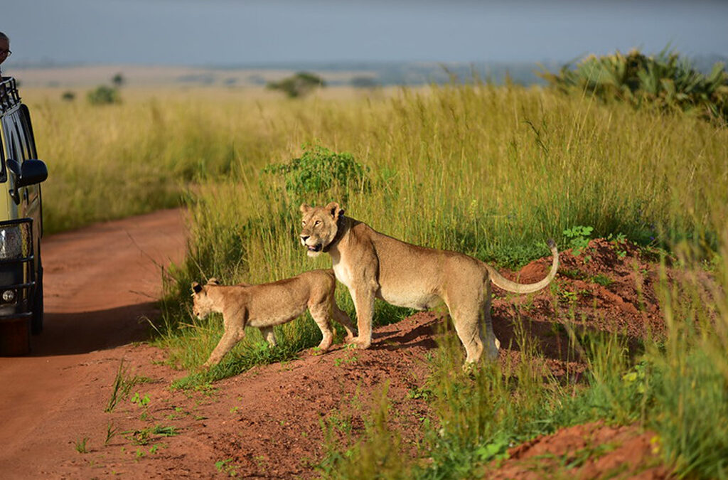 Big 5 Safari Adventures to Experience Before 2025 Ends
