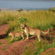 Big 5 Safari Adventures to Experience Before 2025 Ends