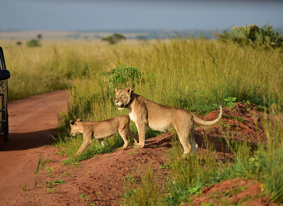Big 5 Safari Adventures to Experience Before 2025 Ends