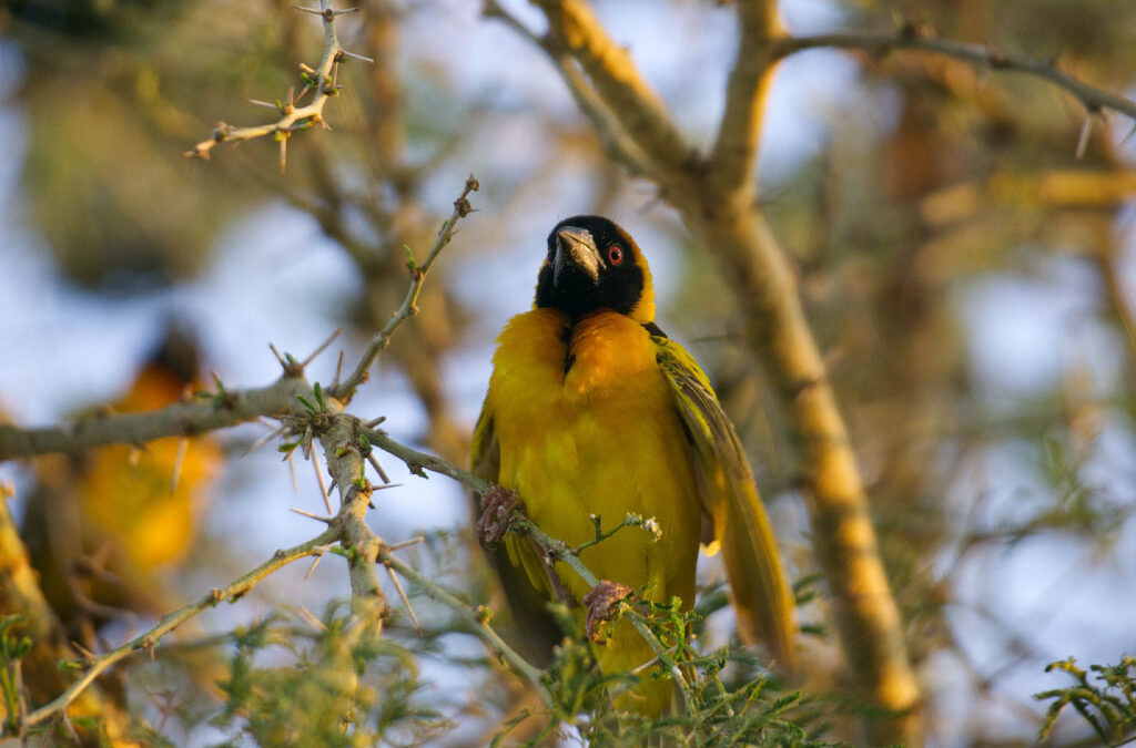 The Ideal Time to Visit Lake Bisina for Bird Watching