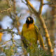 The Ideal Time to Visit Lake Bisina for Bird Watching