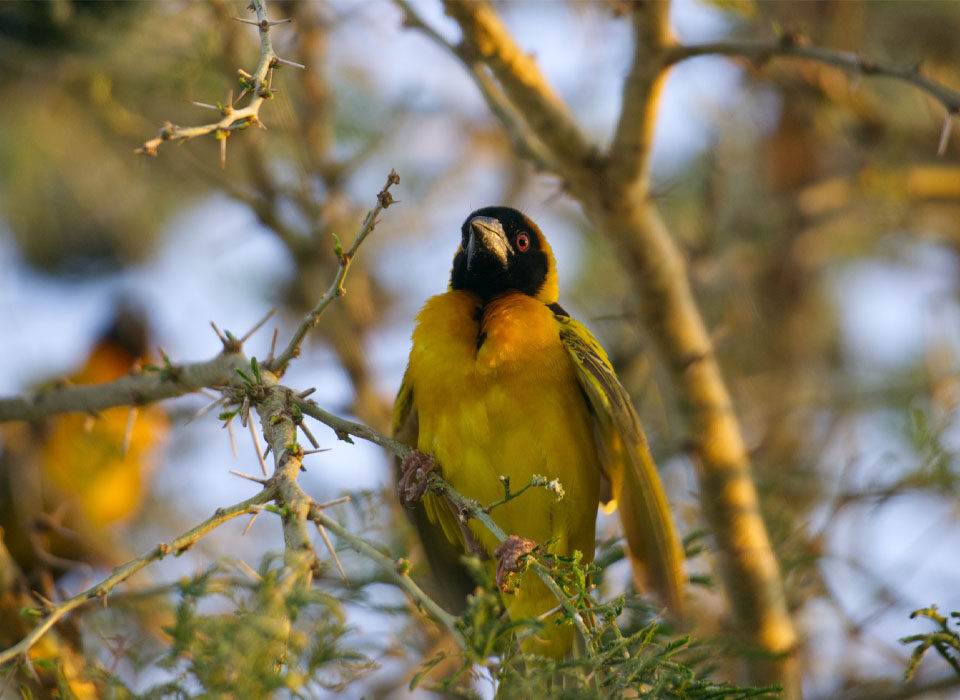 The Ideal Time to Visit Lake Bisina for Bird Watching