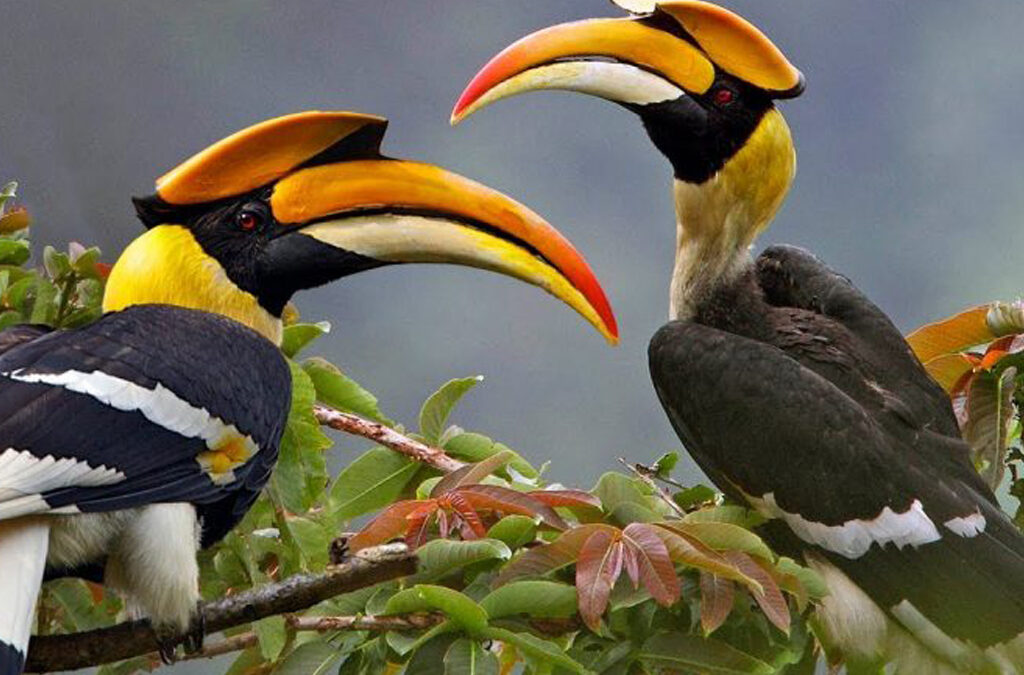 Bird Watching Paradise in Uganda