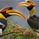 Bird Watching Paradise in Uganda