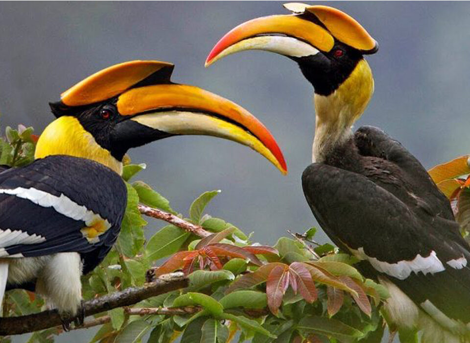 Bird Watching Paradise in Uganda