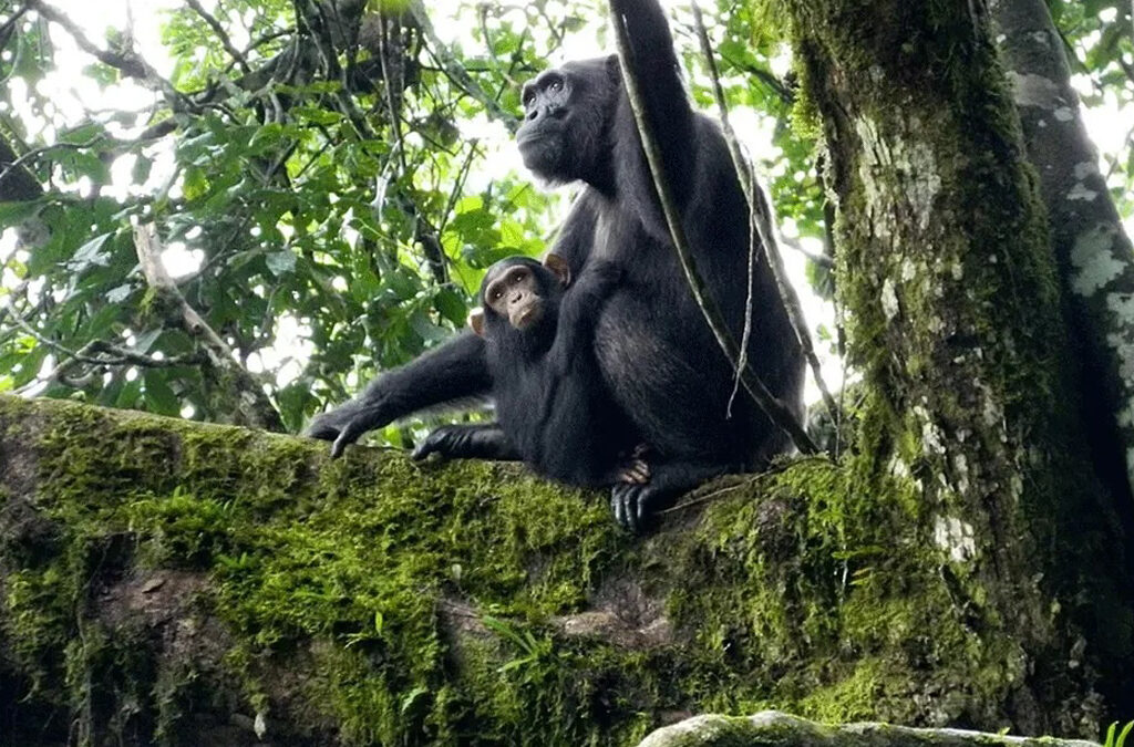 The Magic Wonders of Budongo Forest