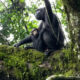 The Magic Wonders of Budongo Forest