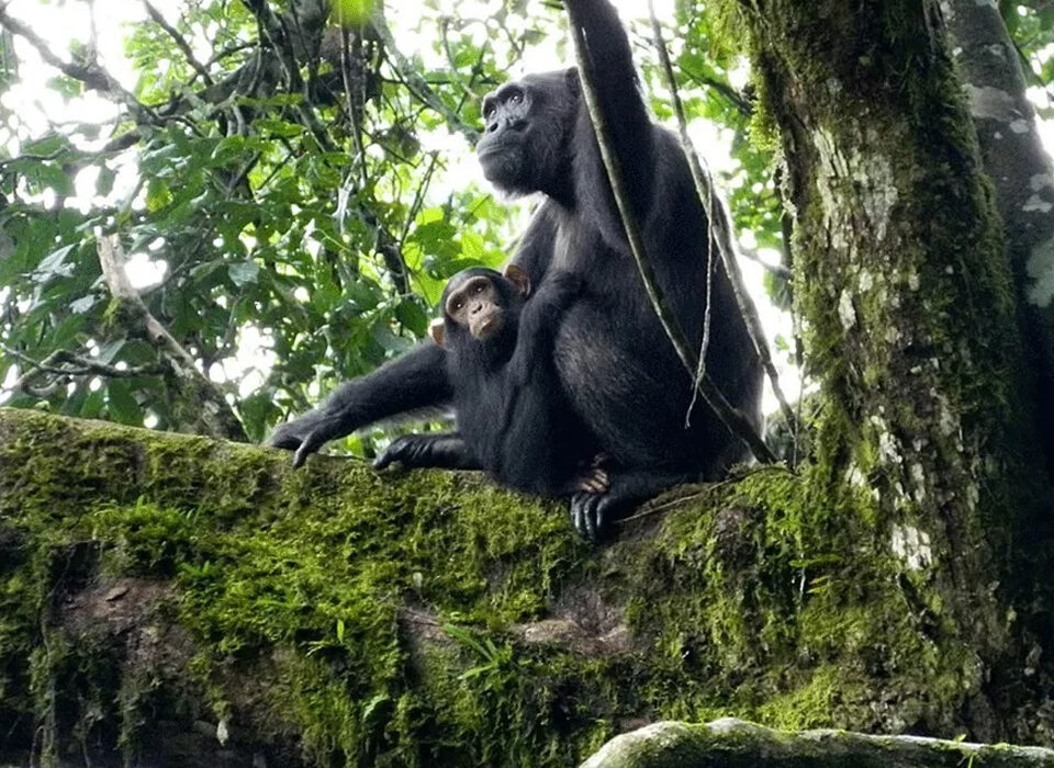 The Magic Wonders of Budongo Forest
