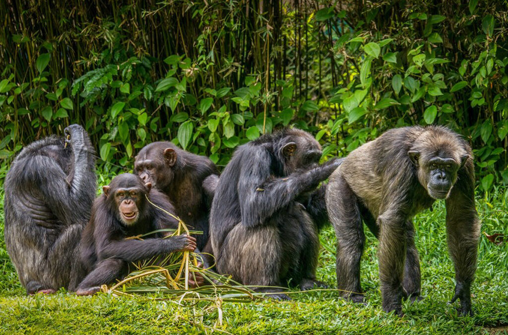 Differences and Similarities Between Gorillas and Chimpanzees
