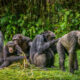 Differences and Similarities Between Gorillas and Chimpanzees