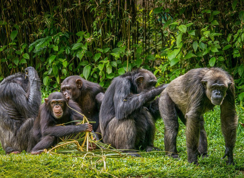 Differences and Similarities Between Gorillas and Chimpanzees