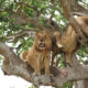 Ishasha Sector: A Hotspot for Tree-Climbing Lions
