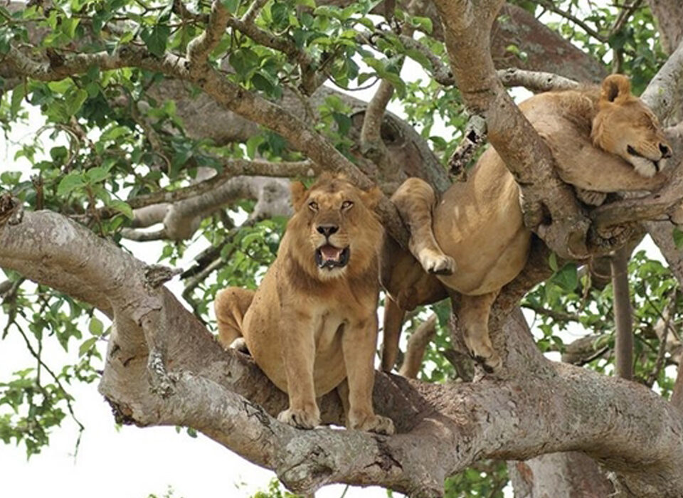 Ishasha Sector: A Hotspot for Tree-Climbing Lions