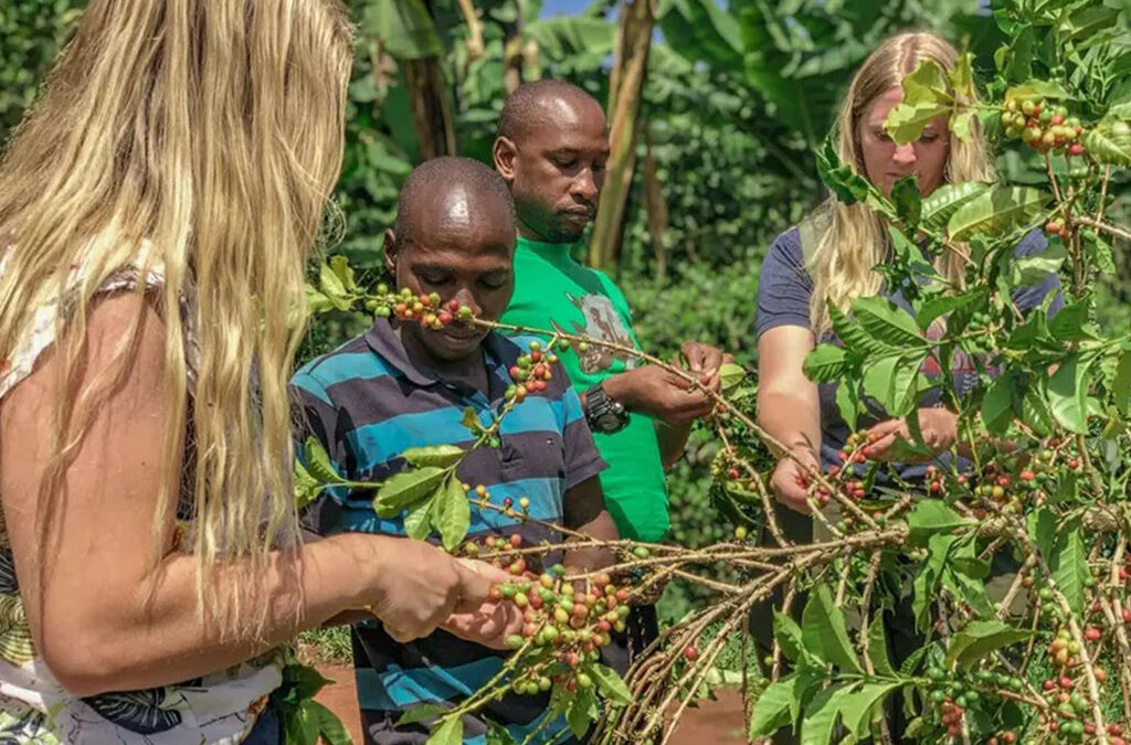 Coffee Plantations Tour in Sipi Region