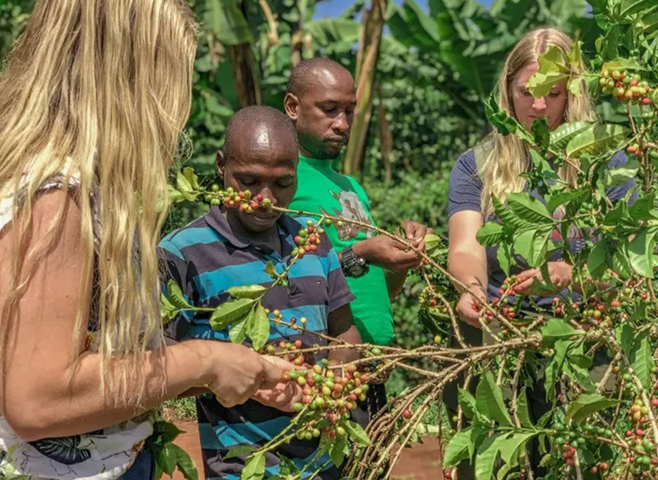Coffee Plantations Tour in Sipi Region