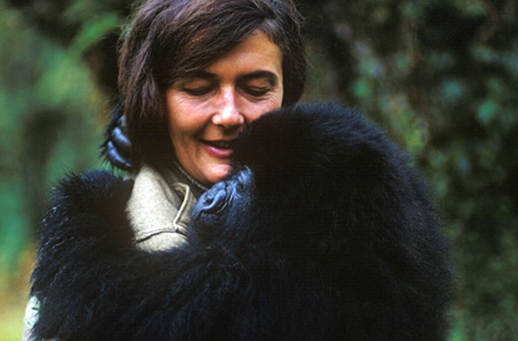 Dian Fossey Background, Accomplishments, and Museum in Rwanda