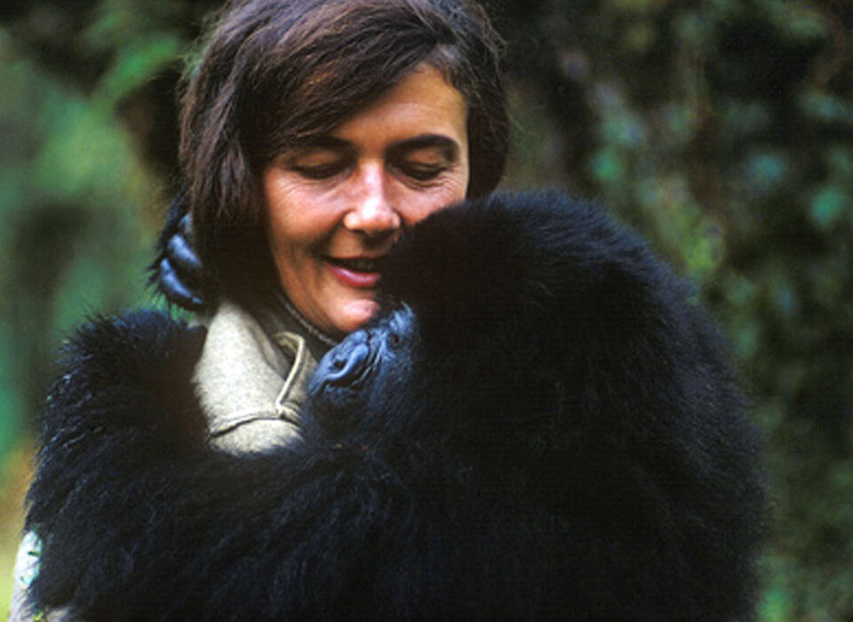 Dian Fossey Background, Accomplishments, and Museum in Rwanda