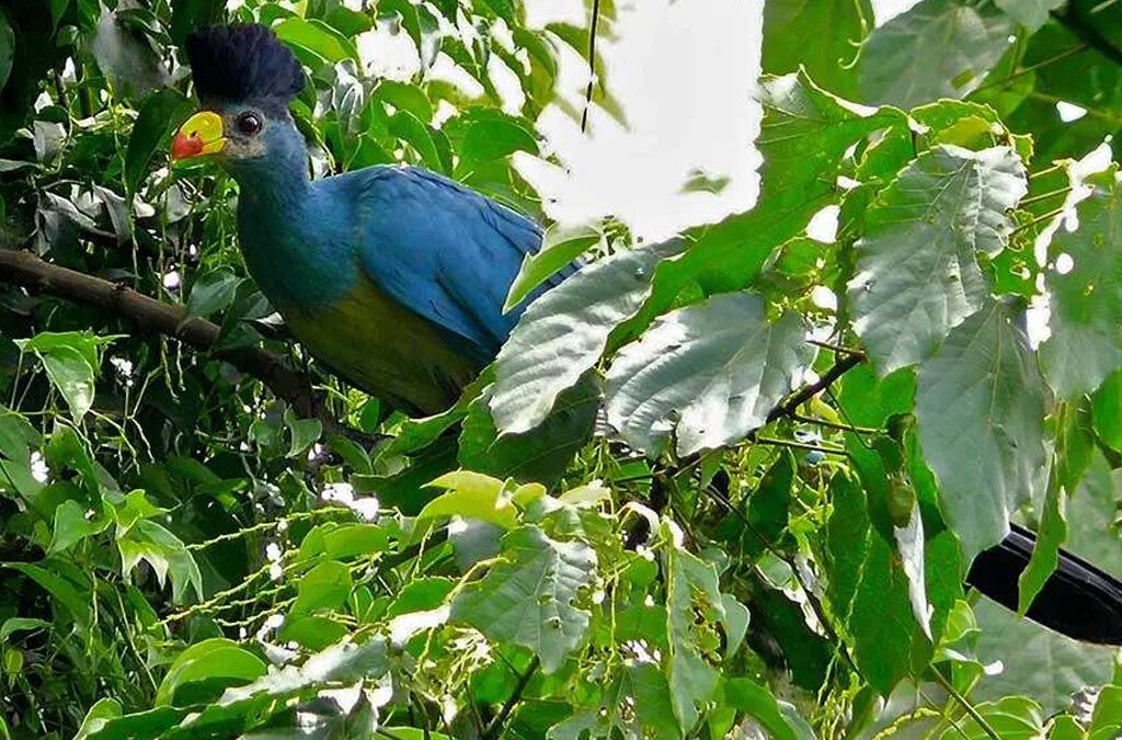 Exploring Remote Islands and Wetlands on a Uganda Birdwatching Tour