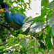 Exploring Remote Islands and Wetlands on a Uganda Birdwatching Tour